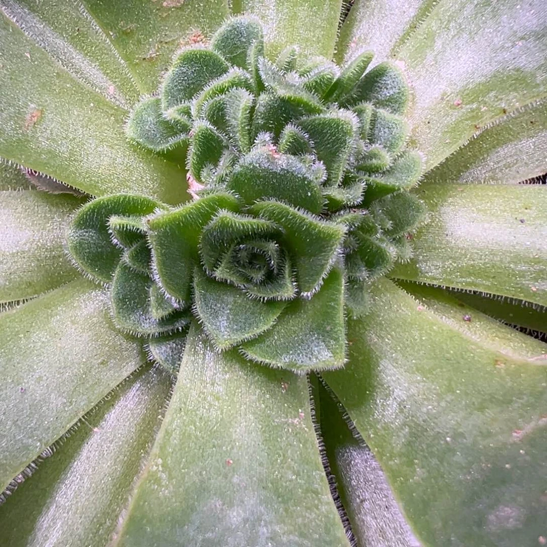 陈陈飞天惊鸿803。