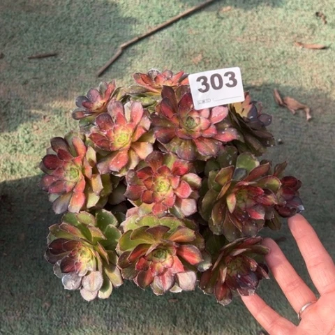 303海王七彩多肉植物