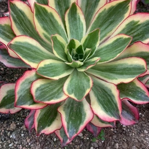 ?****71魅影满25包邮多肉