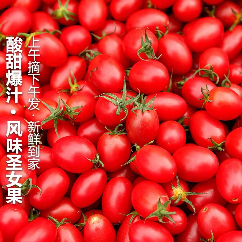 正宗釜山88玲珑果新鲜小番茄千禧圣女果水果酸甜小西红柿3斤5斤