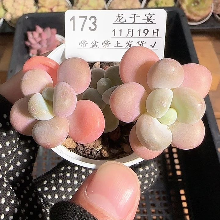 1119-----173洛神小老桩