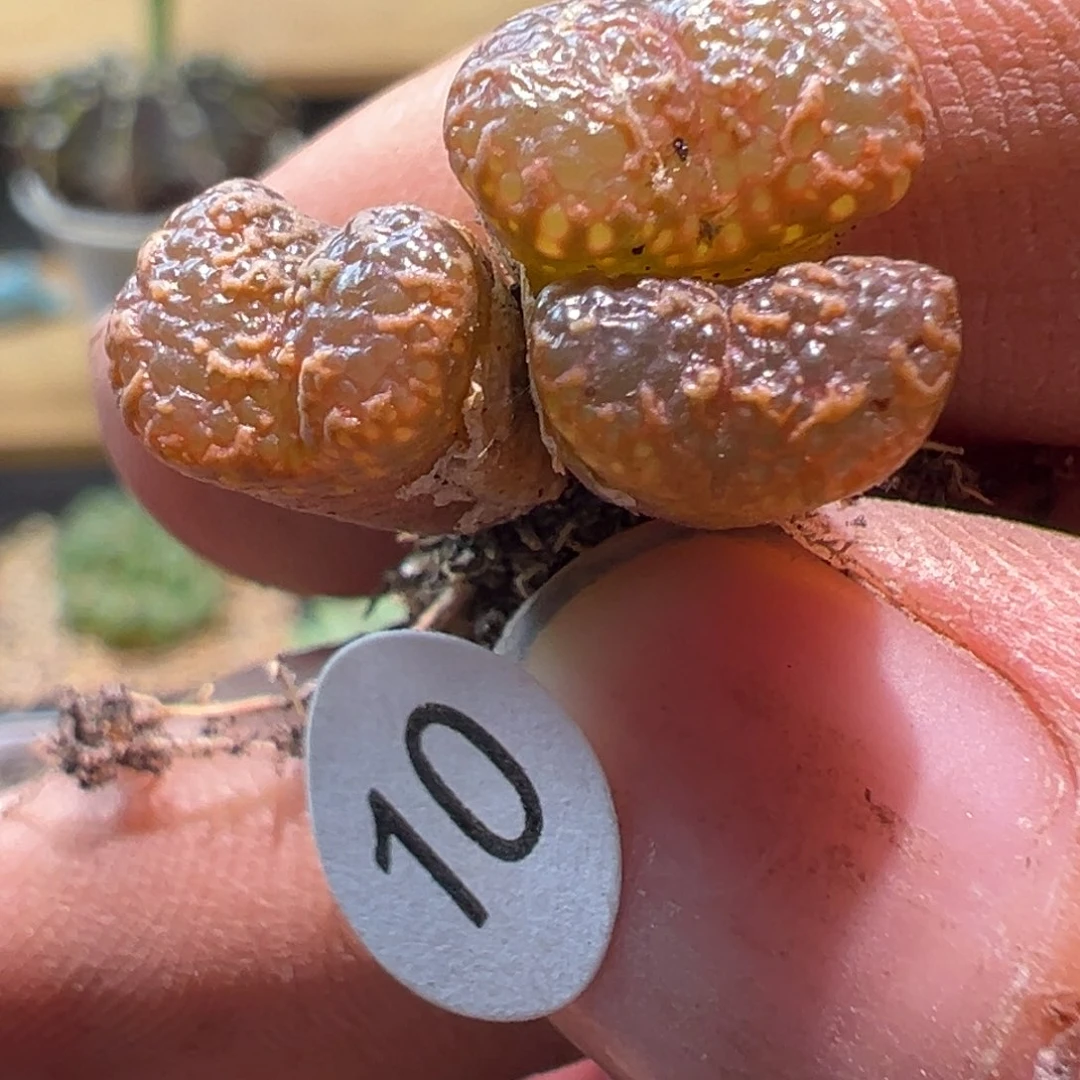 多肉植物1111111111