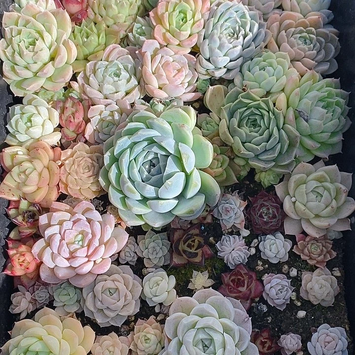 110 多肉植物盆栽花卉盆栽