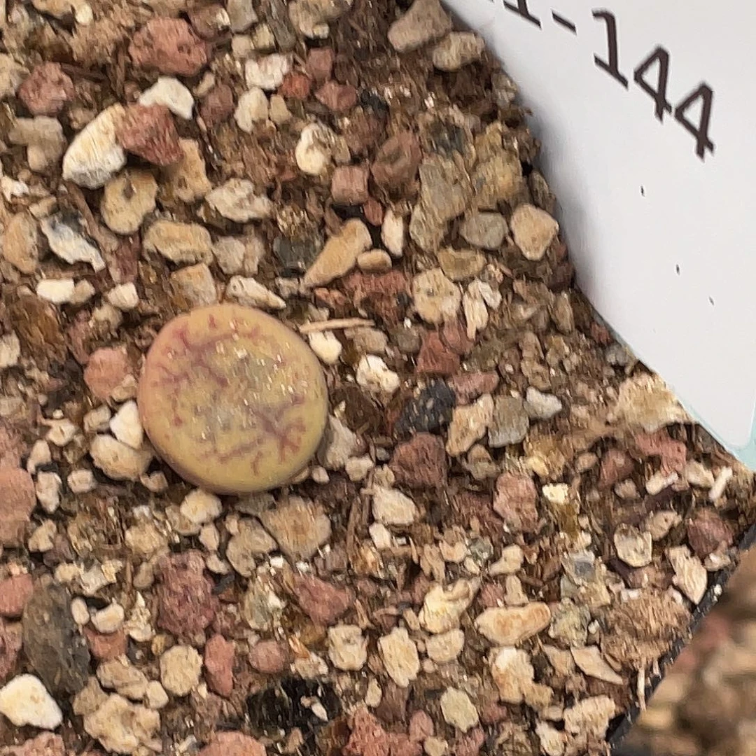 ****．11-144肉锥多肉植物