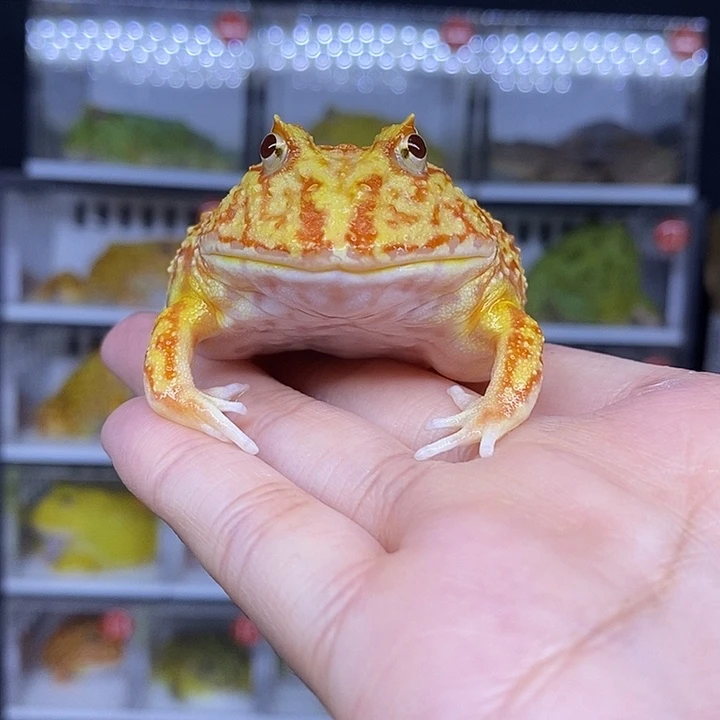 特价秒杀一切顺利