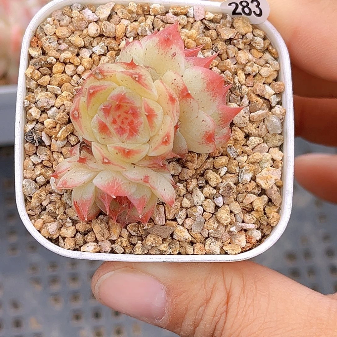 283    新品珍妮 满18包邮