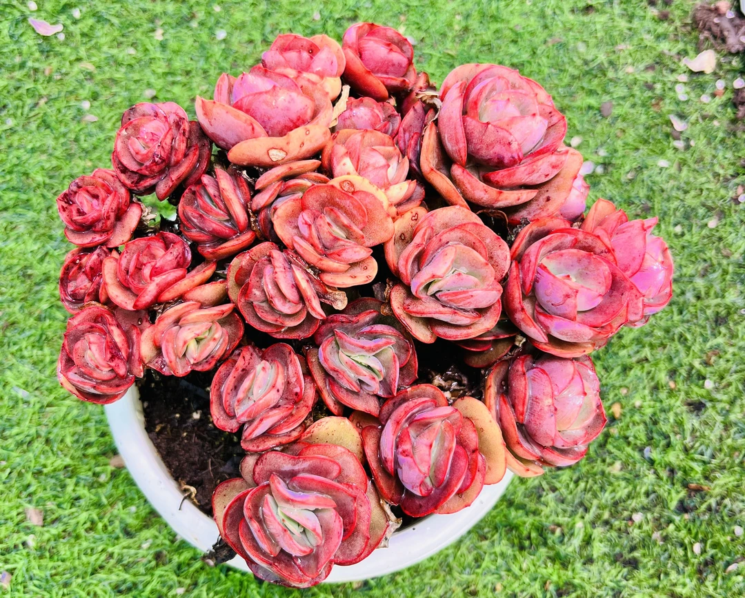 秀妍    满5单送一单 满9.9元包邮      【带盆土发货】