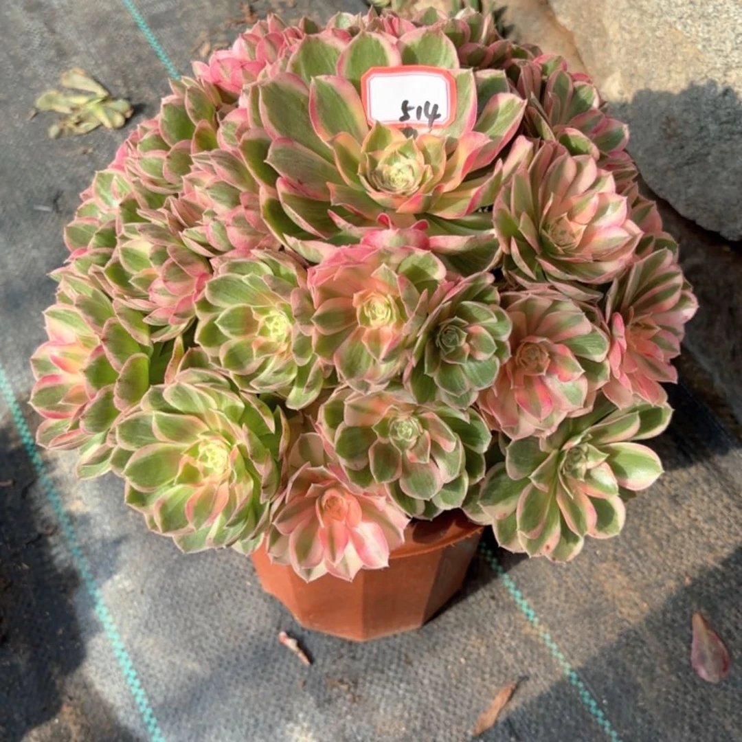 全部花朵514西施多肉植物
