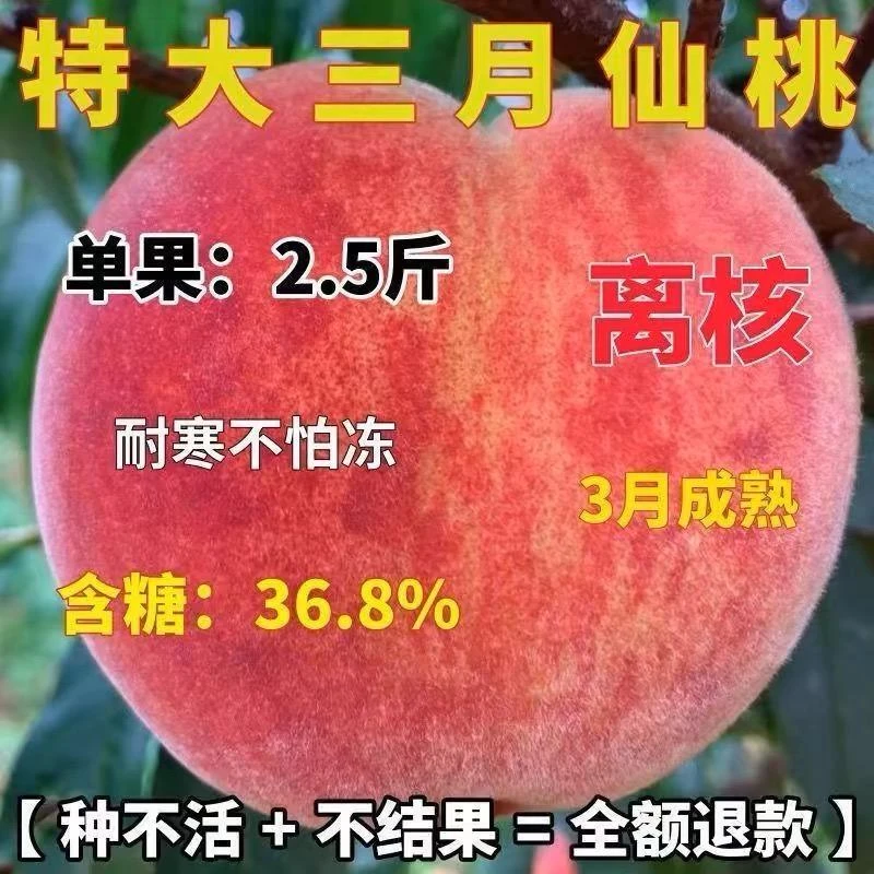 特大三月仙桃树果苗嫁接新品种特大桃树苗南北方种植当年结果耐旱