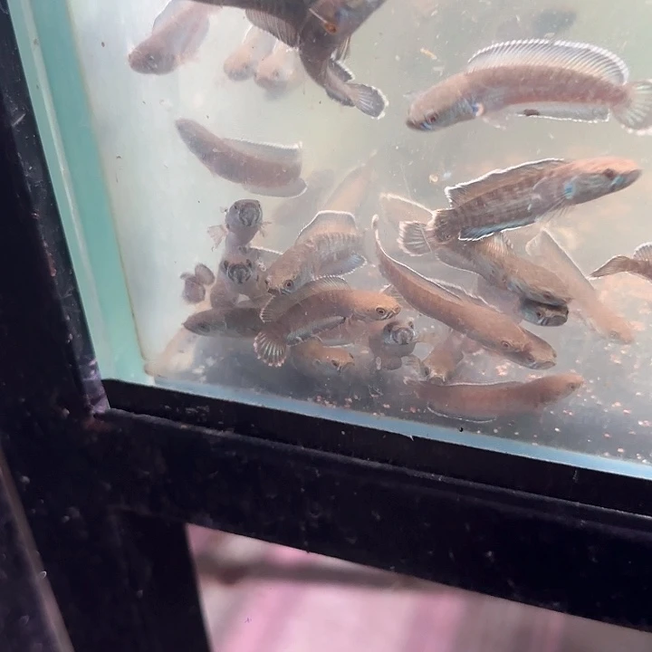 雷龙10号缸奶茶，挑选全品的发