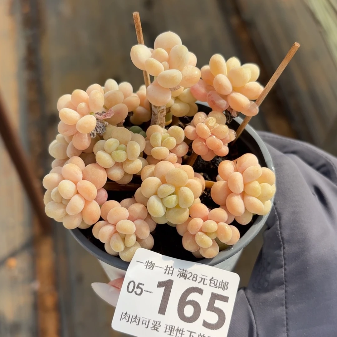 洛可可无盆土发货无