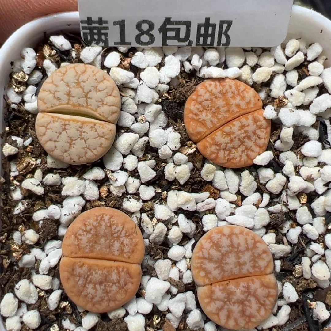 【闪购商品】1164……