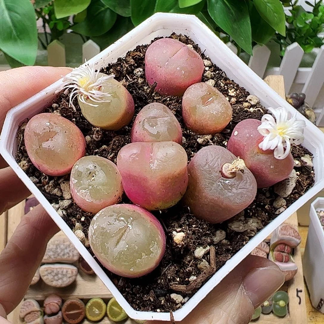 无花朵荔枝毛一盆脱土发…………………