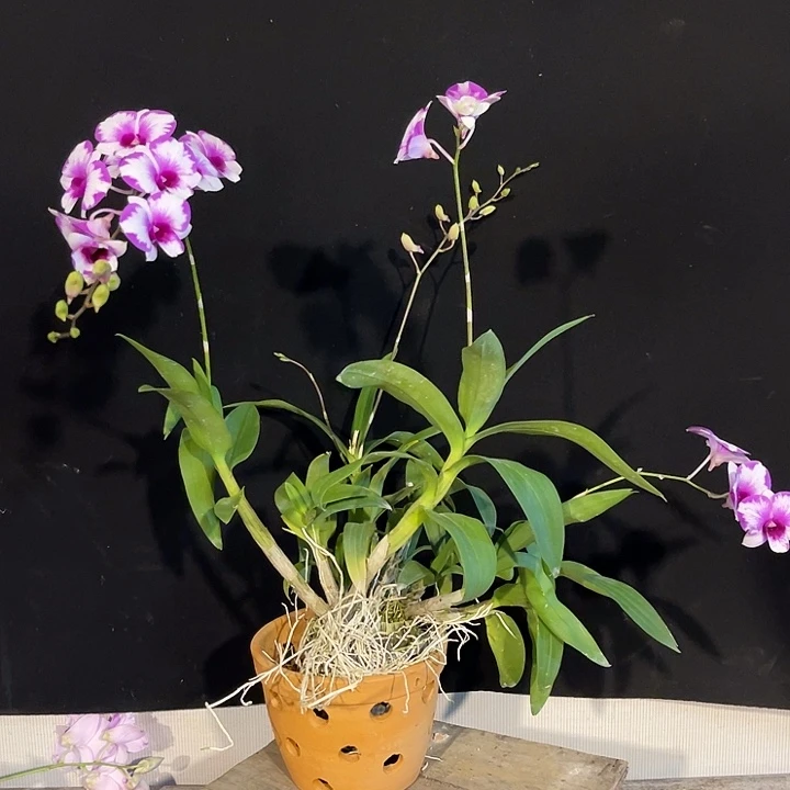 当前无花朵，栽培后可花朵丫丫泼571