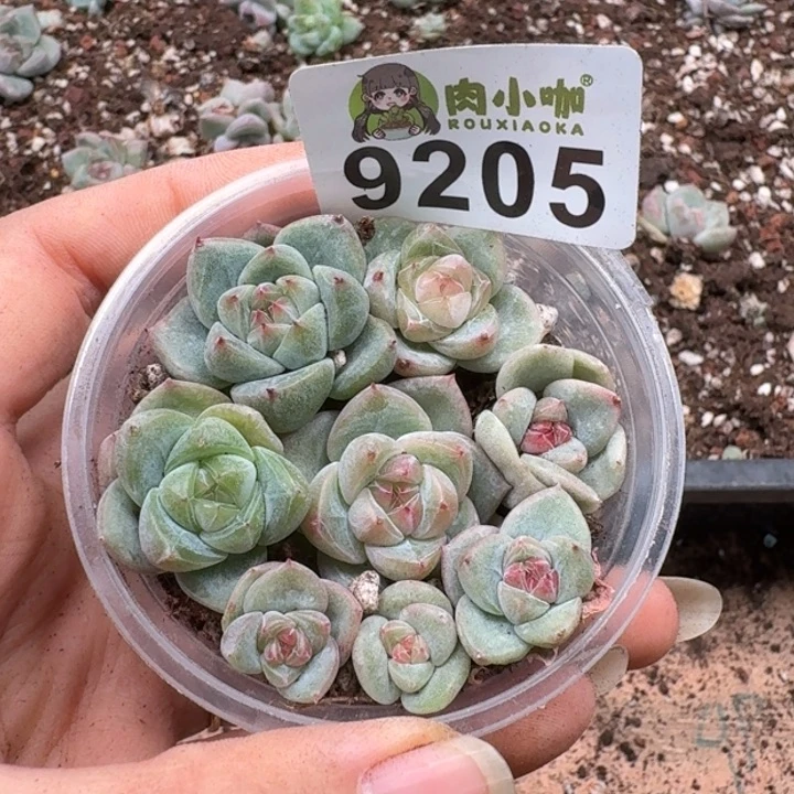 多肉植物多肉多肉植物