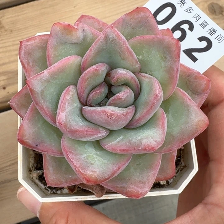 饭***位泡芙  开播福利多肉植物