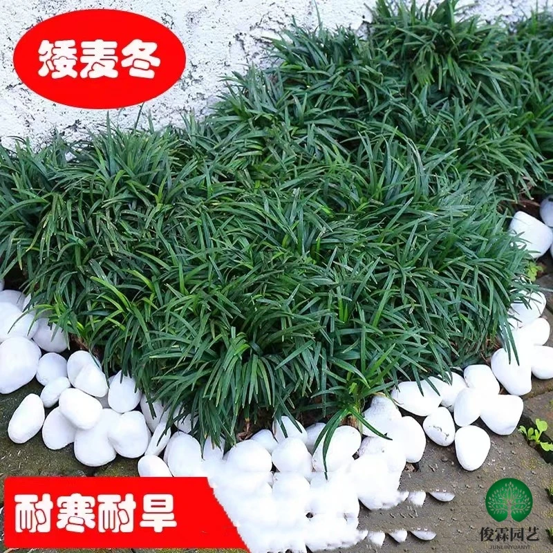 进口矮麦东草苗庭院绿化玉龙草植物小型矮生四季常青草坪耐旱栽培