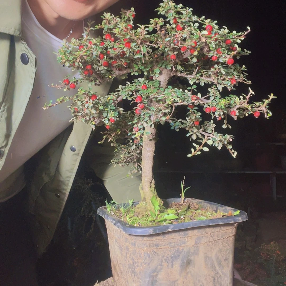 无花朵荀子盆景园区