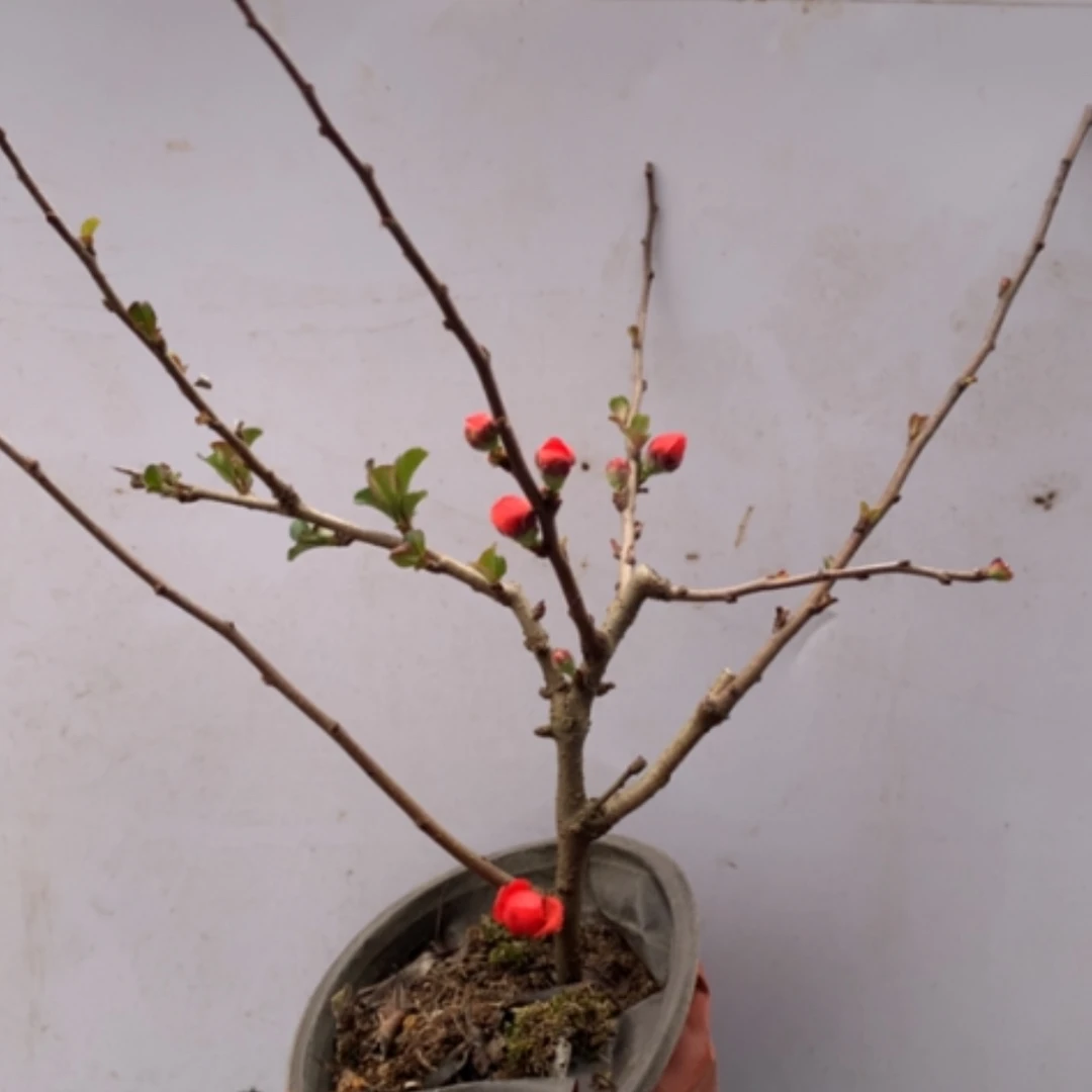 【闪购商品】居*龙随单