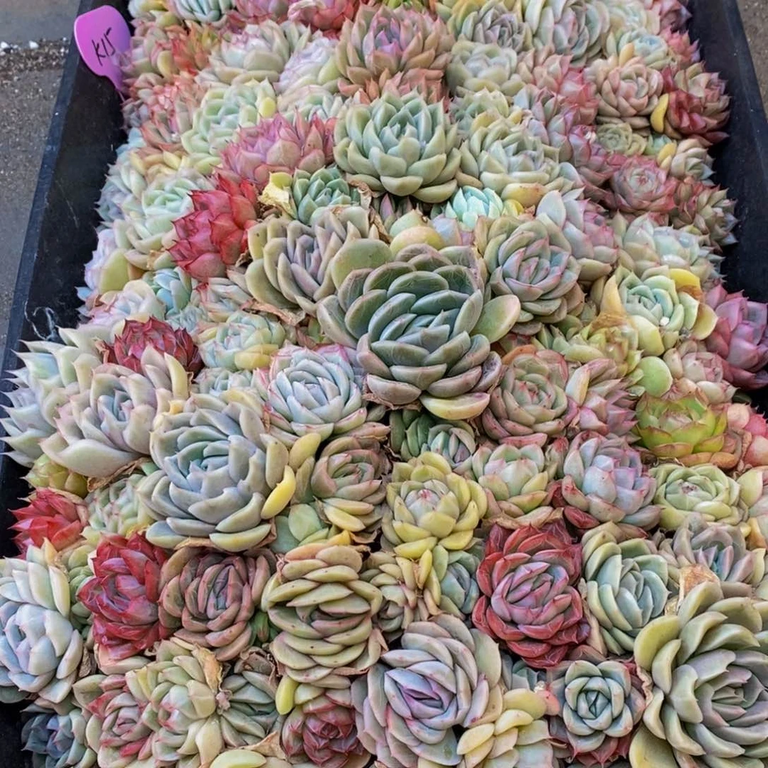 月*813的人都是这样吧。