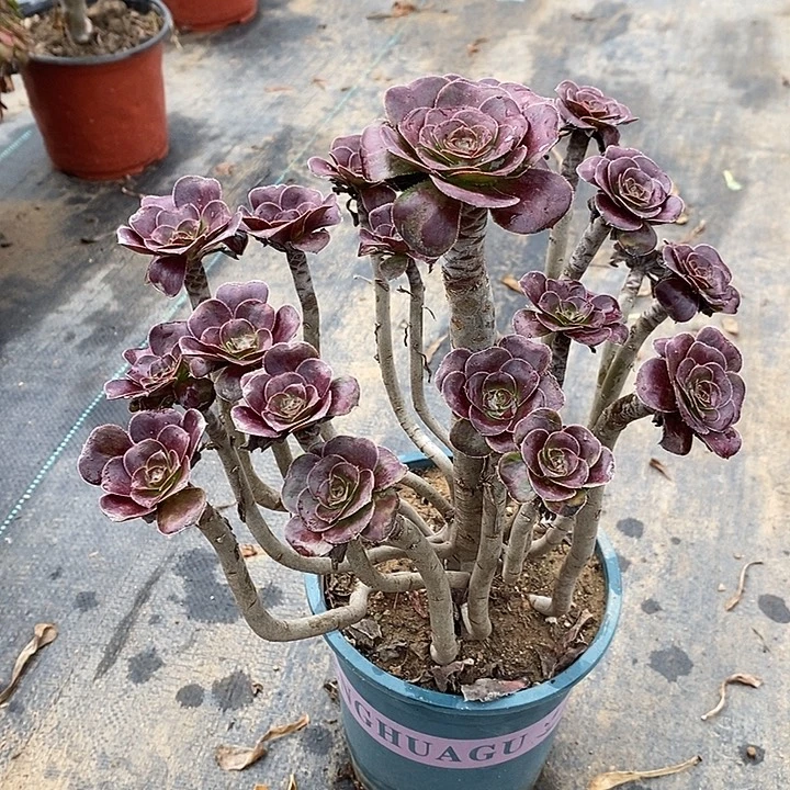 圆叶多肉植物008