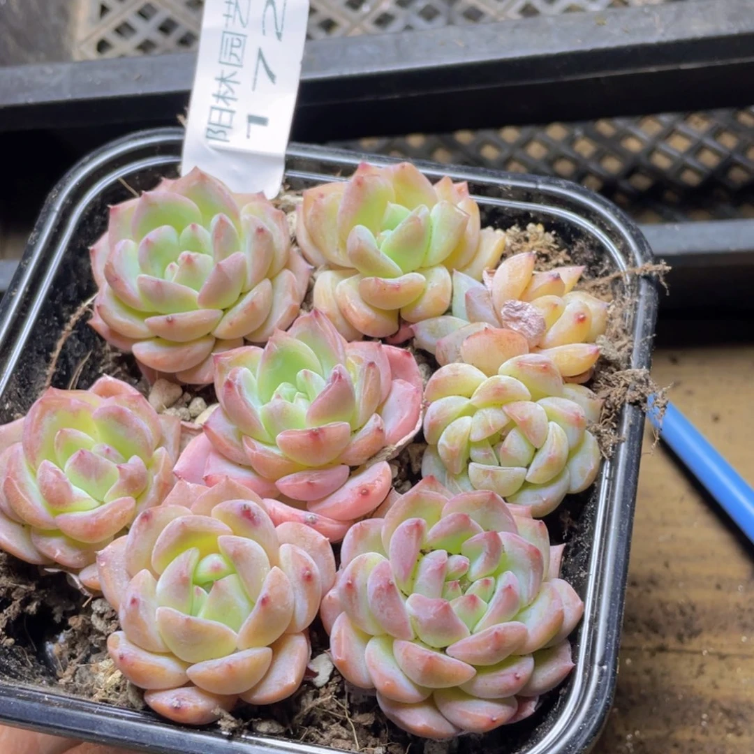 多肉植物多肉植物172