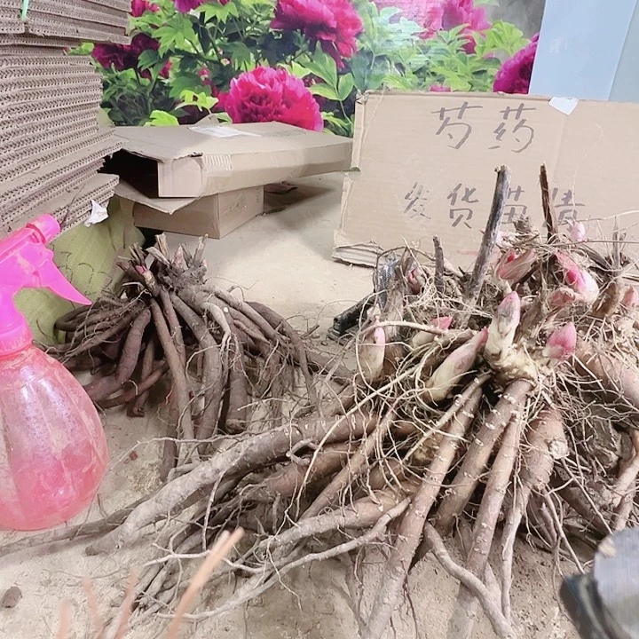 当前无花栽培后可以开花晴雯