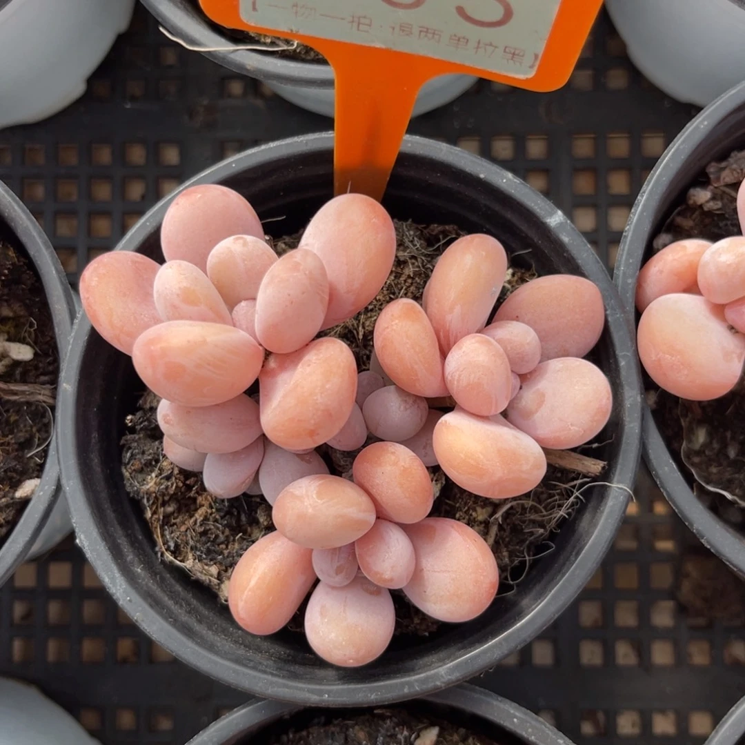 云尘多肉一物一拍905