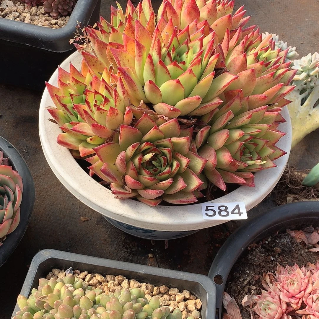 584口红 一物一拍多肉