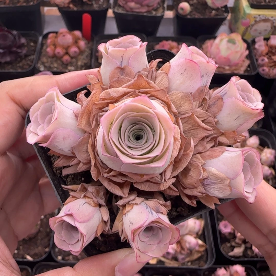 Y833半城玫瑰情澜