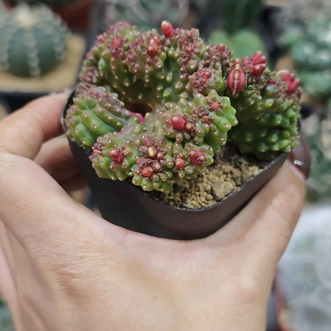 高砂一点红缀化11