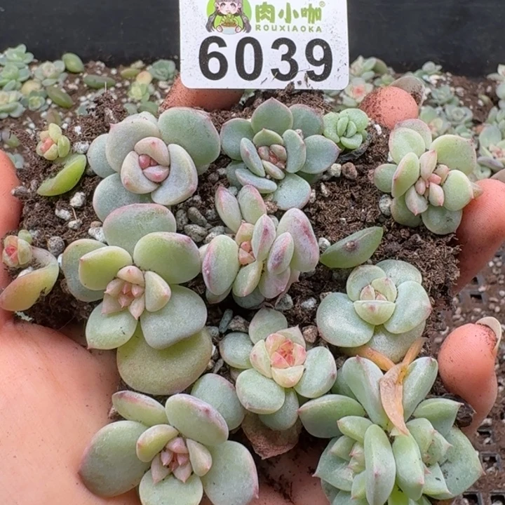 多肉植物多肉植物