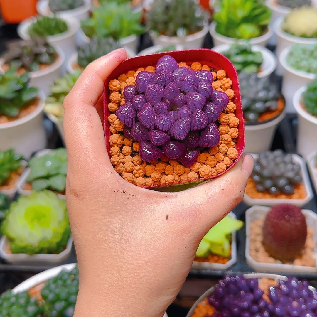 紫宝石冰灯玉露，原盆，人工上色