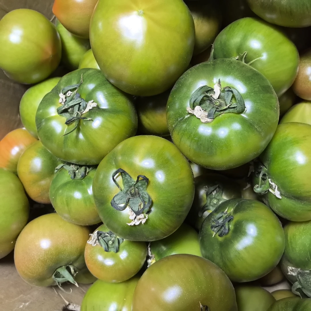 珍珠脆皮西红柿（1500g）新鲜绿珍珠柿子辽宁省