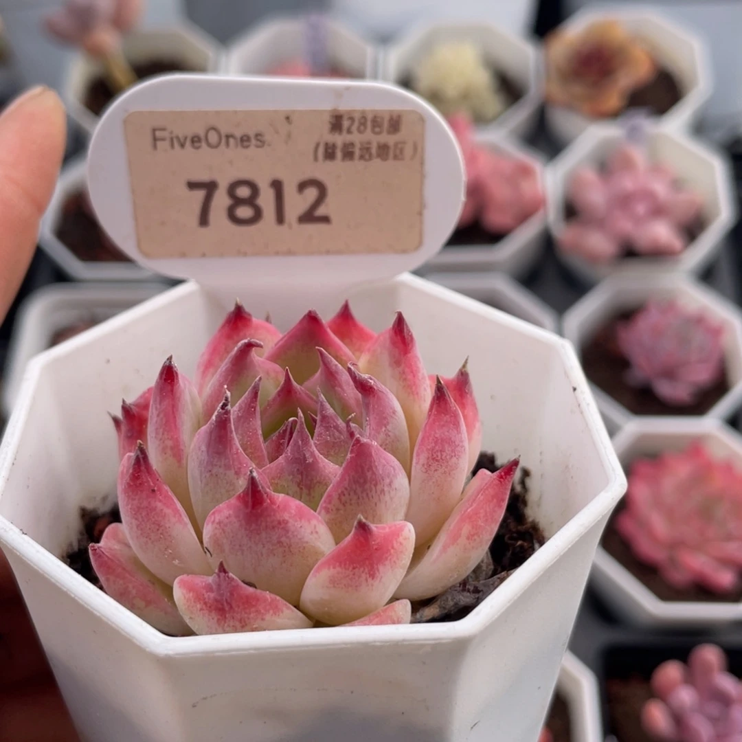 吉娃娃7812-4.5厘米