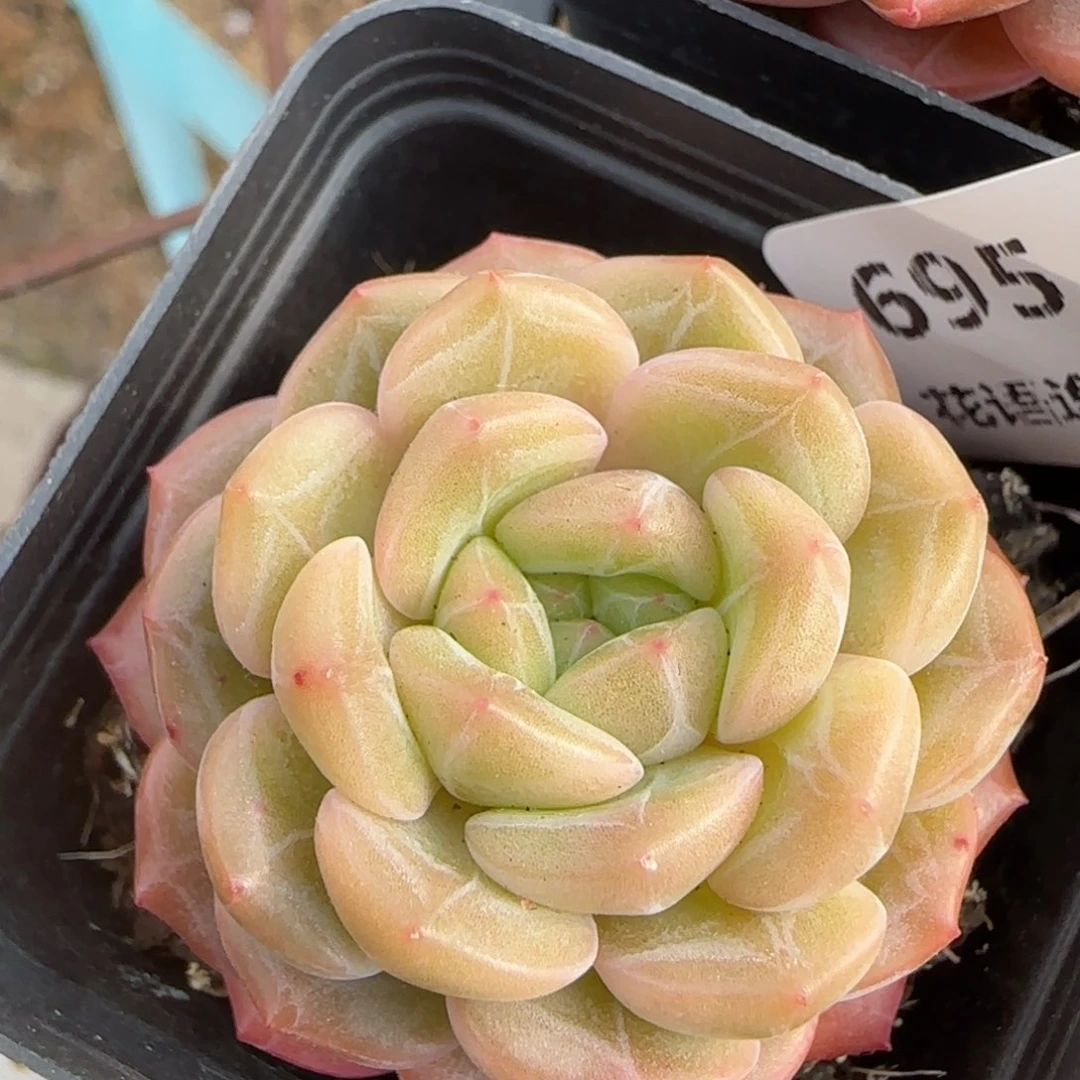 花语逸境0209-695