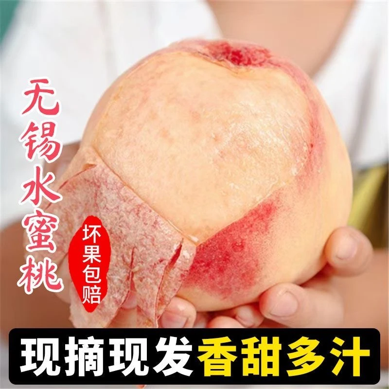 【头茬大果】正宗无锡水蜜桃礼盒湖景白凤新鲜水果多汁现摘现发