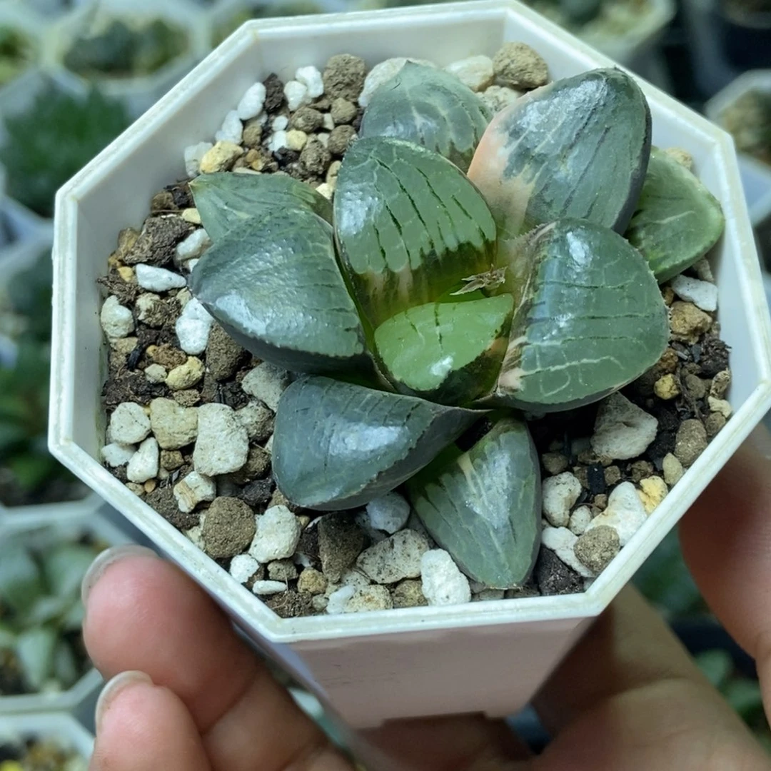 极上斑日月潭锦一物一拍