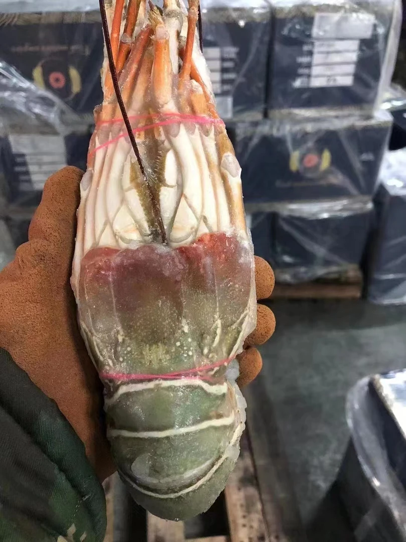 活动价【抢1-10只小青龙虾】大龙虾50-500g/只波龙小青龙虾鲜活冻品