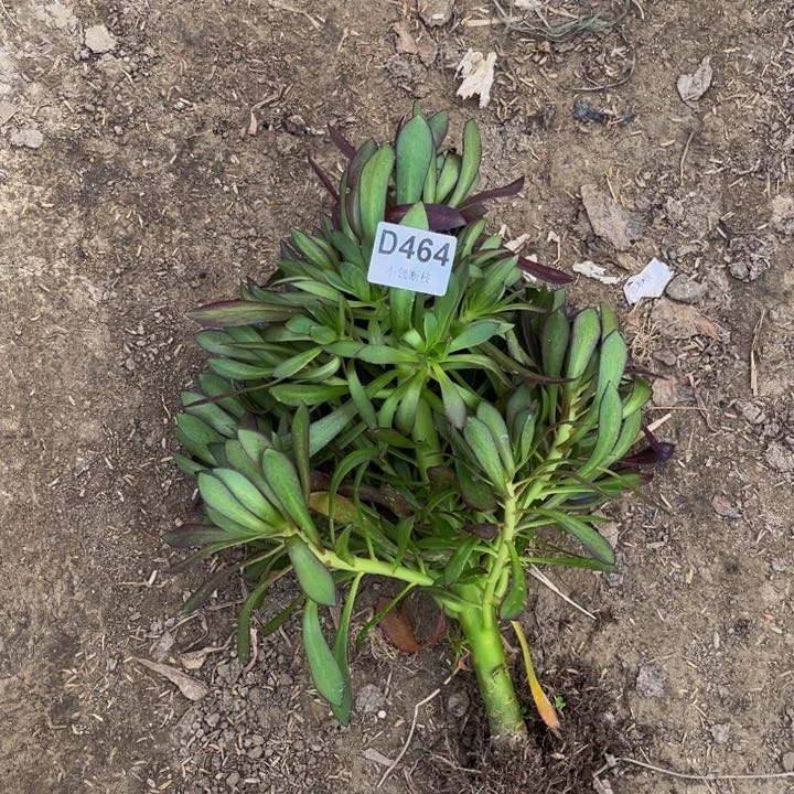 464黑法多肉法师不包断枝