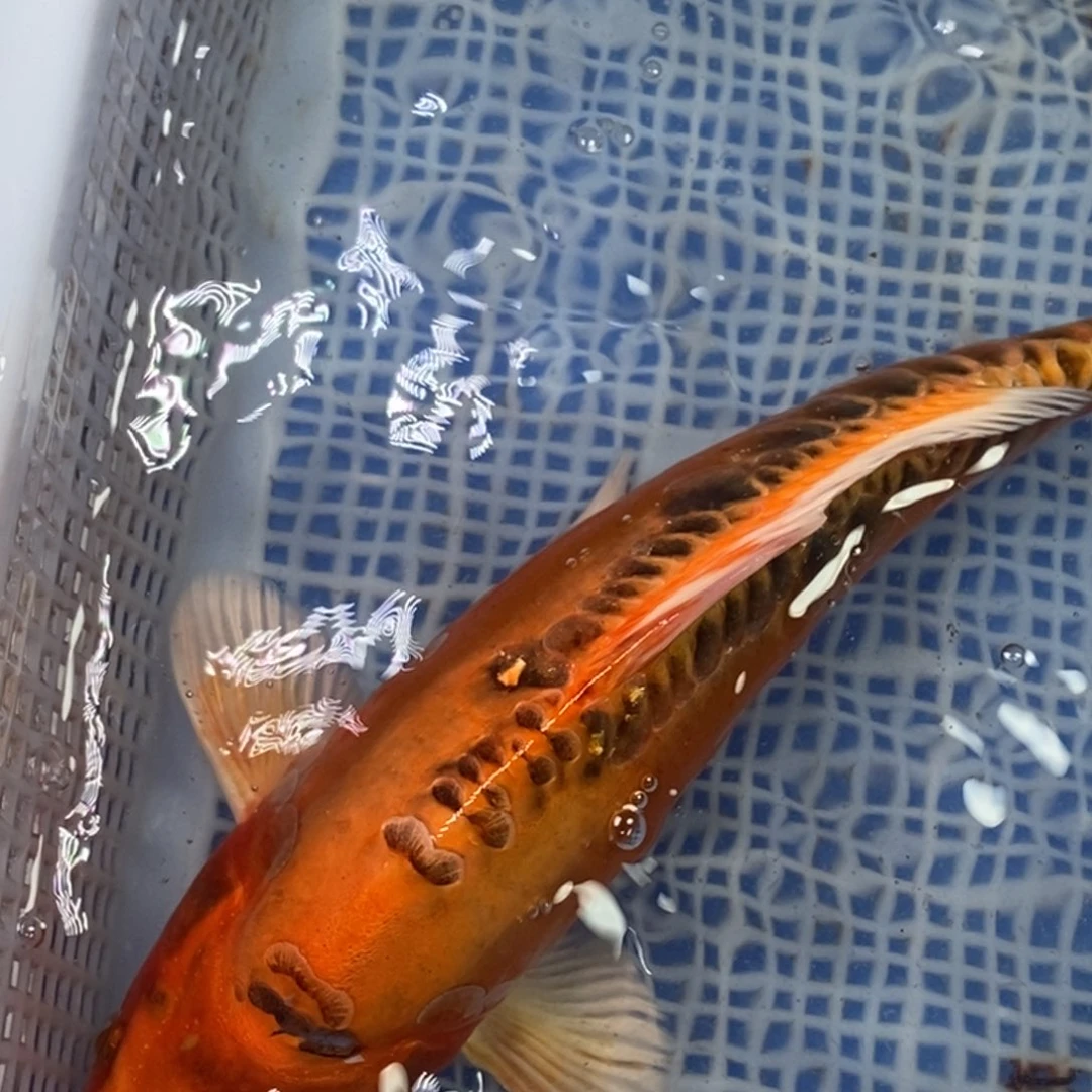 锦鲤冷水锦鲤包邮