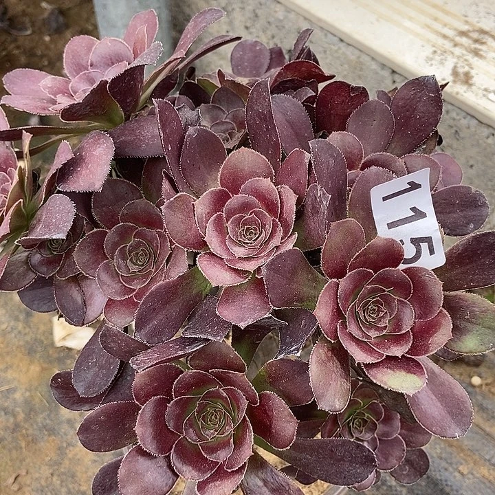 红酒圆叶朵朵115多肉不包断