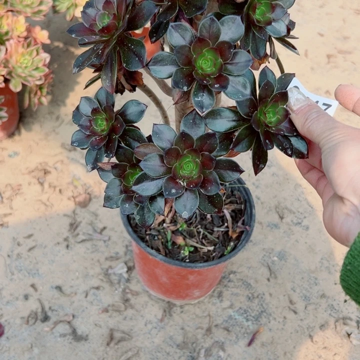 417灰豆多肉植物