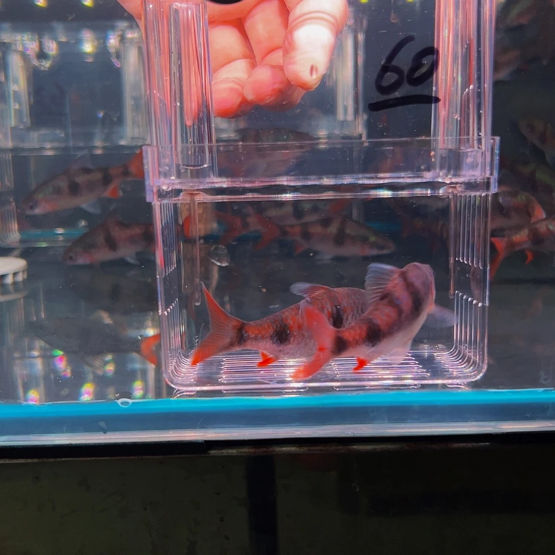 工具鱼红尾鱼鱼鱼鱼60