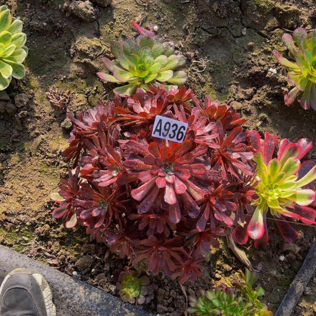 女儿红法师朵朵5-22