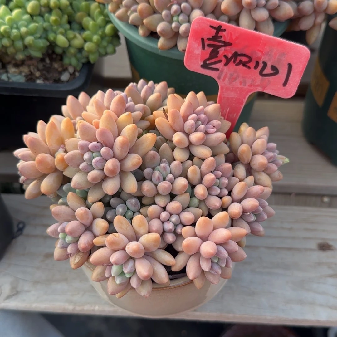 星黛露老桩多肉五十包邮