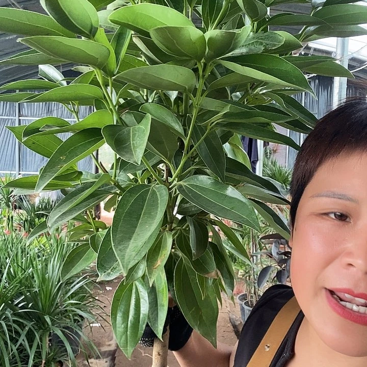 处理平安树39的原盆