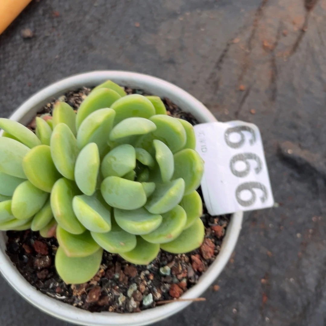 金丝猫眼多肉植物666