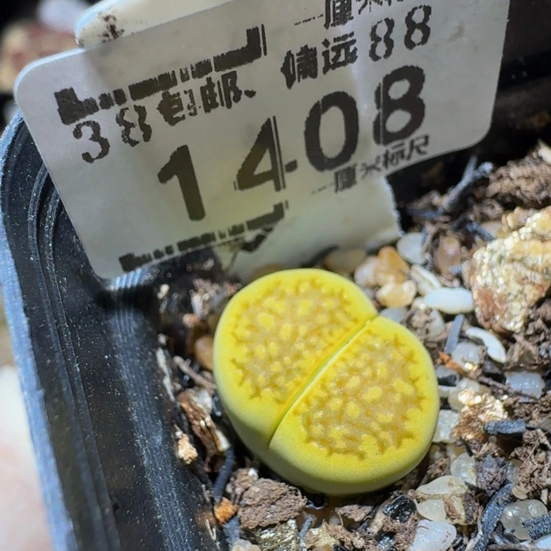 Ssss精品生石花1408