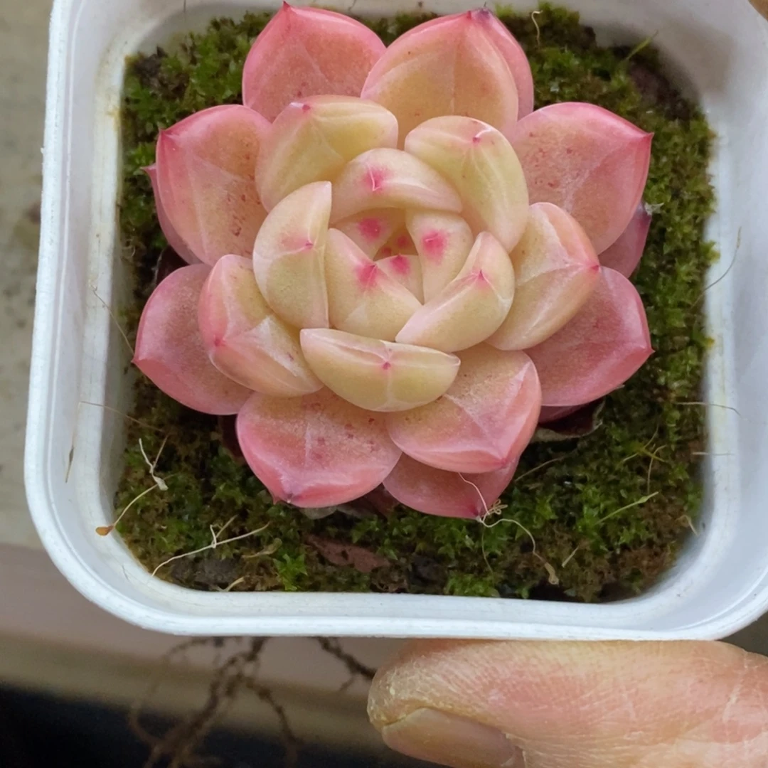 精品多肉一物一拍不包整386